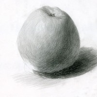 Anatomia oaselor (oasele) Anatomia oaselor