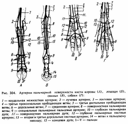 Artery membrelor toracice (artere digitale palmare) Artera membrelor toracice