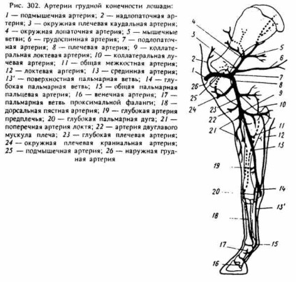 Artery membrului toracic (membrelor) Artera membrelor toracice