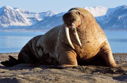 Fără ele, deși fără arme pentru care sunt necesare colții Walrus (colți) Fără ele, deși fără arme pentru care sunt necesare colți Walrus