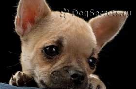 Boli chihuahua (Chihuahua) Boli ale chihuahua