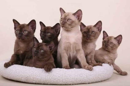 pisică birmaneză (foto, video) (pisici birmaneze rasa) pisică birmaneză (foto, video)