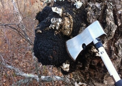 Chaga cum să gătească și să ia (Chaga) Chaga cum să gătească și să ia