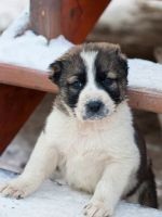 Decât pentru tratamentul diareei la câini (tratate) Decât pentru tratamentul diareei la câini