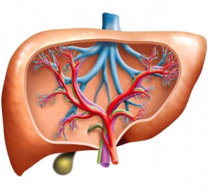 Chistul hepatic cod periculos ICD-10, cauze, simptome, tratament de remedii populare, dieta (multiple chisturi ale ficatului) Chistul hepatic cod periculos ICD-10, cauze, simptome, tratament de remedii populare, dieta