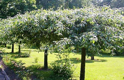 Ceea ce este diferit de cherry cherry (diferite) Ceea ce este diferit de cherry cherry