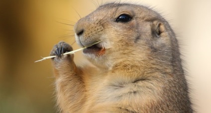 Acționată Groundhog - știu totul! (Woodchuck) Acționată Groundhog - știu totul!