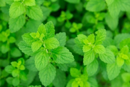 Care trateaza balsam - medicina tradițională (medicament) Care trateaza balsam - medicina tradițională