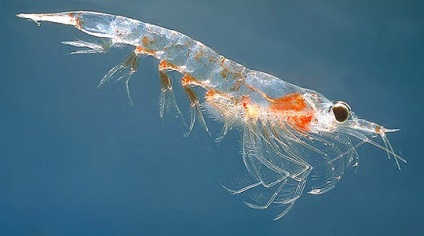 Ce este krill (krill) Ce este krill