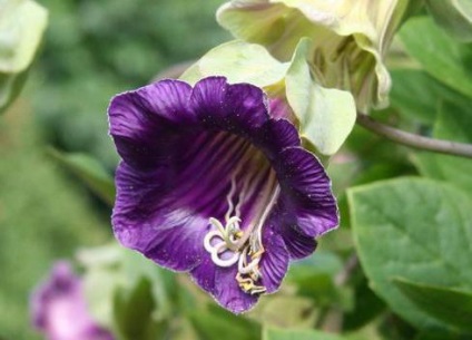 plantarea de flori și îngrijire Kobe (Kobe) plantare de flori Kobe și de îngrijire