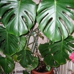 floare Monstera în grădină acasă (Monstera acasă) floare Monstera în grădină acasă
