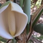 floare Monstera în grădină acasă (acasă) floare Monstera în grădină acasă