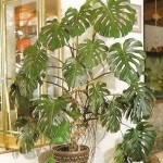 floare Monstera în grădină acasă (acasă) floare Monstera în grădină acasă