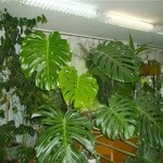 floare Monstera în grădină acasă (condiții) floare Monstera în grădină acasă