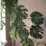 floare Monstera în grădină acasă (acasă) floare Monstera în grădină acasă