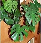 floare Monstera în grădina de origine (Monstera) floare Monstera în grădină acasă