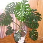 floare Monstera în grădină acasă (Monstera acasă) floare Monstera în grădină acasă