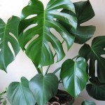 floare Monstera în grădină acasă (Monstera acasă) floare Monstera în grădină acasă