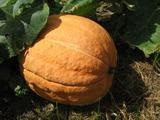 Fa-ti uleiurile esențiale ale plantelor (ulei) Efectuarea uleiurile esențiale ale plantelor înseși