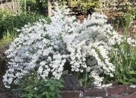 specii Deutzia cu fotografii, plantare și îngrijire, reproducere, iernare, tăierea adecvată (Deutzia) specii Deutzia cu fotografii, de plantare și îngrijire, reproducere, iernare, tăierea adecvată