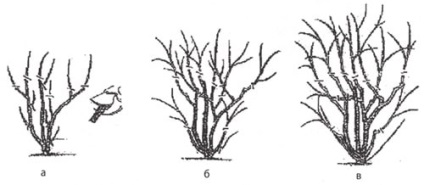 specii Deutzia cu fotografii, plantare și îngrijire, reproducere, iernare, tăierea adecvată (specii) specii Deutzia cu fotografii, de plantare și îngrijire, reproducere, iernare, tăierea adecvată