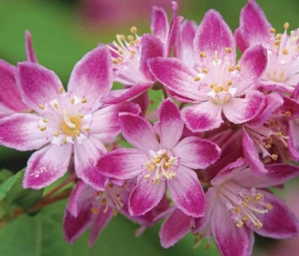specii Deutzia cu fotografii, de plantare și îngrijire, reproducere, iernare, tăierea corectă (foto) specii Deutzia cu fotografii, de plantare și îngrijire, reproducere, iernare, tăierea adecvată