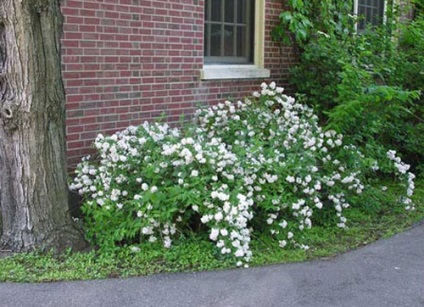 specii Deutzia cu fotografii, plantare și îngrijire, reproducere, iernare, tăierea adecvată (de îngrijire) specii Deutzia cu fotografii, de plantare și îngrijire, reproducere, iernare, tăierea adecvată