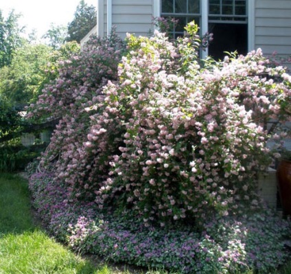 specii Deutzia cu fotografii, plantare și îngrijire, reproducere, iernare, tăierea adecvată (de îngrijire) specii Deutzia cu fotografii, de plantare și îngrijire, reproducere, iernare, tăierea adecvată