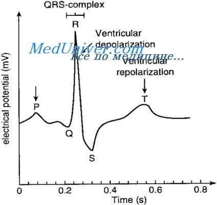 cabluri suplimentare ECG (electrozi inclus discuri) ECG suplimentară