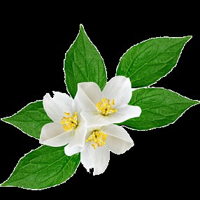 ulei Emotion - stimularea și masaj ulei de inspirație pentru doi cu uleiuri de lemn de santal si neroli (afrodiziac) Ulei Emotion - stimularea și inspirat de ulei de masaj pentru două cu uleiuri esențiale de lemn de santal și neroli