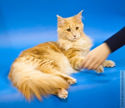 Fotograf Cat - munca infernală (pisica) Fotograf Cat - de lucru infernal