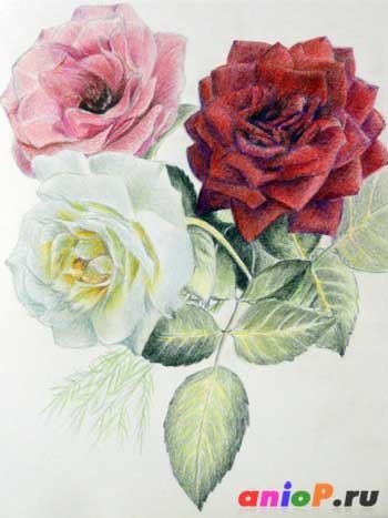 Cum de a desena un trandafir colorat creioane - lectii de desen creioane si pasteluri (colorate) Cum de a desena un trandafir colorat creioane - lectii de desen creioane si pasteluri