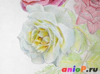 Cum de a desena un trandafir colorat creioane - lecții de desen și pastel creioane (creioane) Cum de a desena un trandafir colorat creioane - lectii de desen creioane si pasteluri