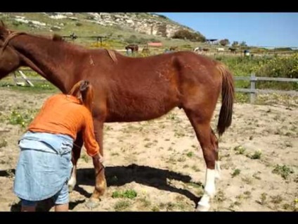Cum de a preda caii spanioli pas de formare, stretching, recomandări exercițiu