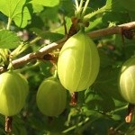 Ca agrișe plante și propage (agrișe) Cum să planteze și să se propage coacăze
