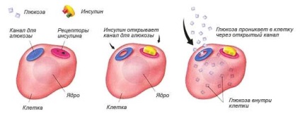 Cum de a reduce remedii de insulină din sânge populare (sânge) Cum de a reduce insulina în sânge de remedii populare