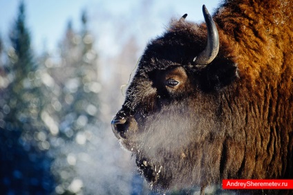 Cum de a deveni o școală de fotografie fotograf de succes Andrei Sheremetyevo (fotograf) Cum de a deveni cu succes o școală de fotografie fotograf Andrey Sheremetyev