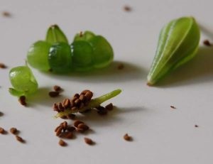 Cum să crească din semințe de Impatiens, tipuri de balsamic foto și numele (să crească) Cum să crească din semințe de Impatiens, tipuri de balsamic foto și numele
