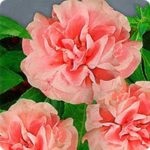 Cum să crească din semințe de Impatiens, tipuri de balsamic foto și numele (specii) Cum să crească din semințe de Impatiens, tipuri de balsamic foto și numele