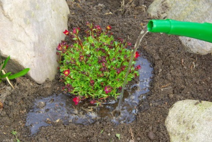 întreținere Saxifrage și reproducere (foto), pentru a alege semințe și răsaduri (de îngrijire) întreținere Saxifrage și reproducere (foto), pentru a alege semințe și răsaduri