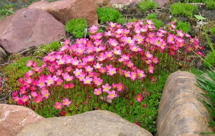 întreținere Saxifrage și reproducere (foto), pentru a alege semințe și răsaduri (rețete) întreținere Saxifrage și reproducere (foto), pentru a alege semințe și răsaduri
