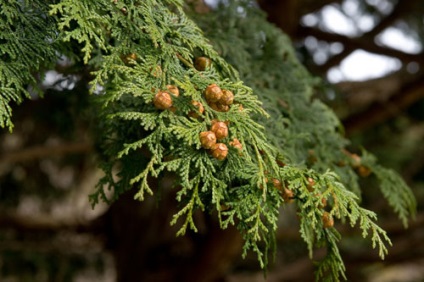 Cypress specii interesante, de plantare, îngrijire, tăiere, propagare (specii) Cypress specii interesante, de plantare, îngrijire, tăiere, propagare
