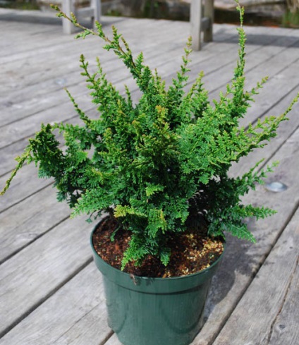 Cypress specii interesante, de plantare, îngrijire, tăiere, propagare (interesant) Cypress specii interesante, de plantare, îngrijire, tăiere, propagare
