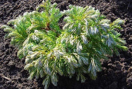 plantare Cypress și îngrijire, specii și varietăți (plantare) plantare Cypress și de îngrijire, specii și varietăți