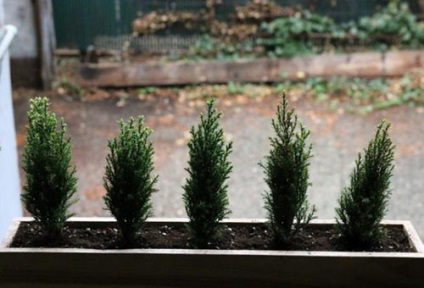 plantare Cypress și îngrijire, specii și varietăți (plantare) plantare Cypress și de îngrijire, specii și varietăți