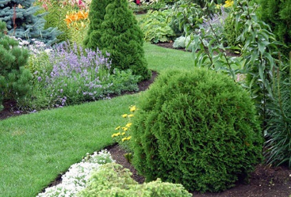 plantare Cypress și îngrijire, specii și varietăți (plantare) plantare Cypress și de îngrijire, specii și varietăți