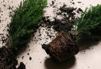 plantare Cypress și îngrijire, specii și varietăți (plantare) plantare Cypress și de îngrijire, specii și varietăți