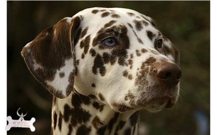 Poreclele pentru băieți și fete Dalmatians (fete) Poreclele pentru băieți și fete Dalmatians