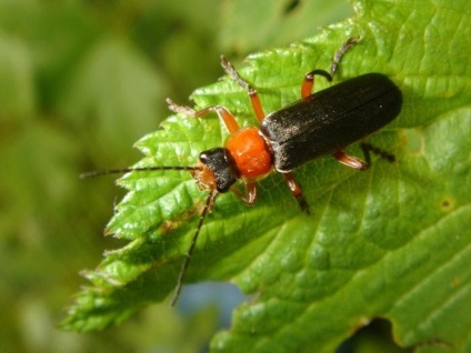 Bug-soldat - puțin dăunător (dăunătorilor) Bug-soldat - puțin dăunător