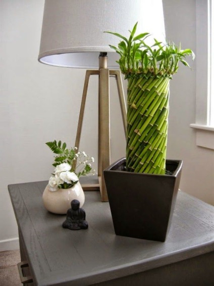 bambus interior în plante acasă foto, îngrijire și cultivare (bambus) bambus interior în plante acasă foto, îngrijire și cultivarea